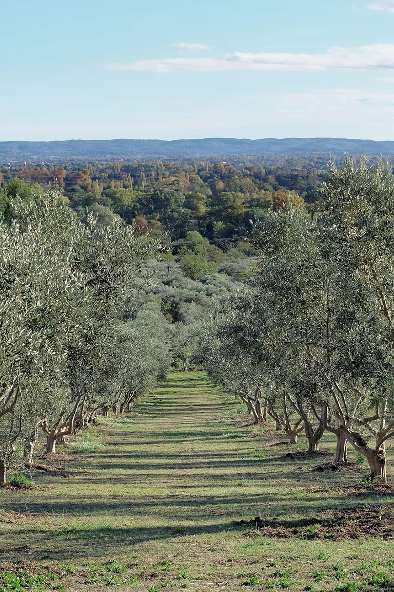saveur-provence-alpilles-1